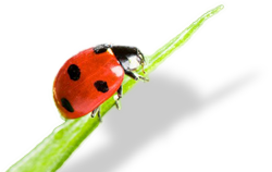 Marienkäfer auf einem Blatt
