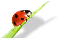 Marienkäfer auf einem Blatt