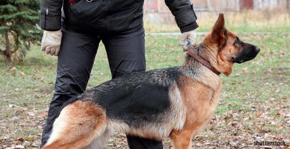 Maître-chien qualifié