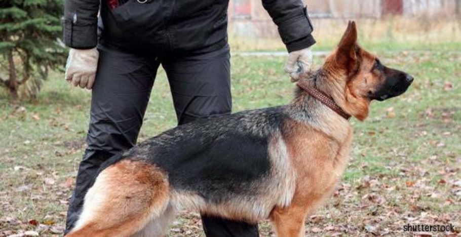 Maître-chien entraîné pour votre protection