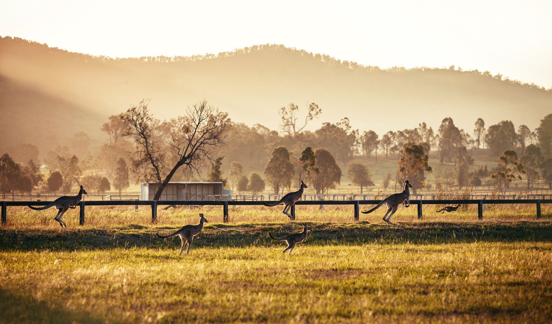 A herd of kangaroos running along a fence in a field.