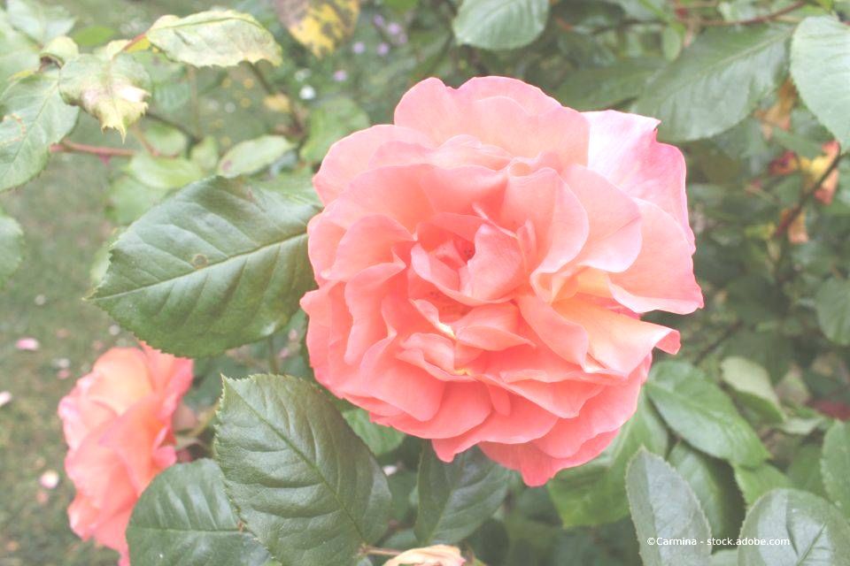 Rosa und orangefarbene Rose in voller Blüte, umgeben von grünen Blättern.