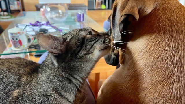 anahata-tierkommunikation