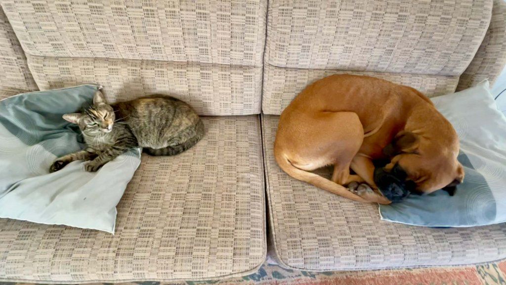 anahata-tierkommunikation