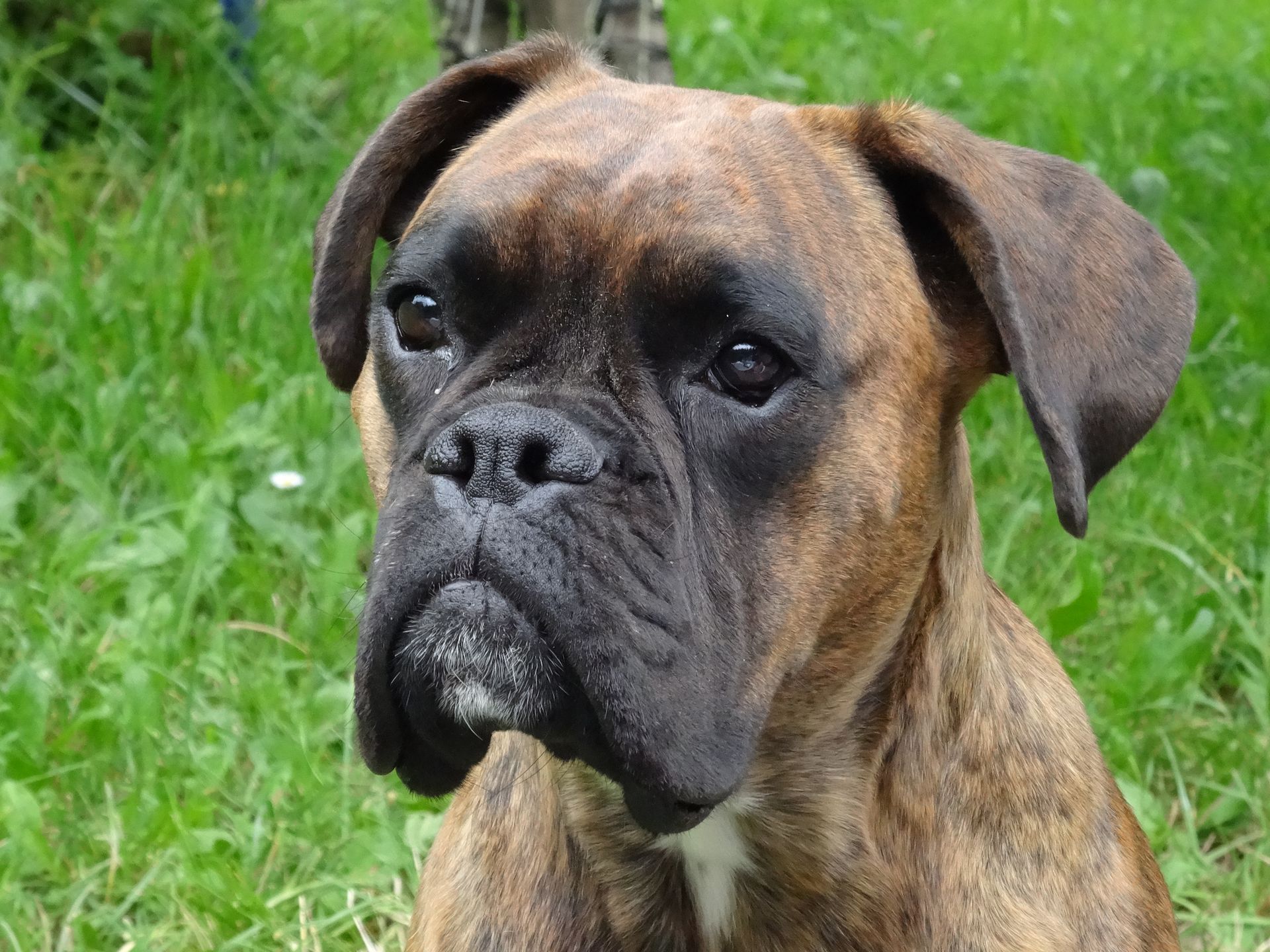 anahata-tierkommunikation