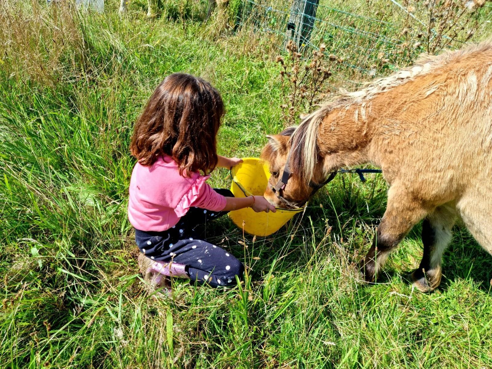 Enfant qui nourrit un poney