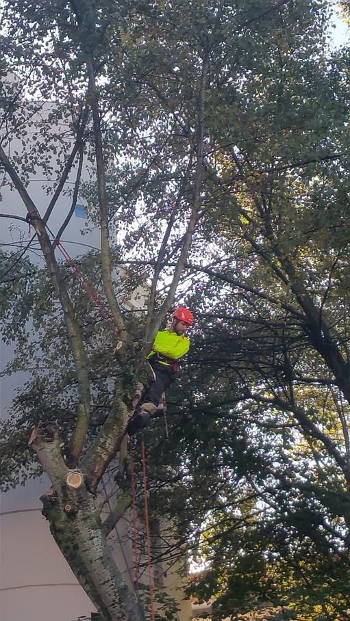Arboriste dans un arbre, portant un gilet et un casque jaunes, coupant des branches près d'un bâtiment.