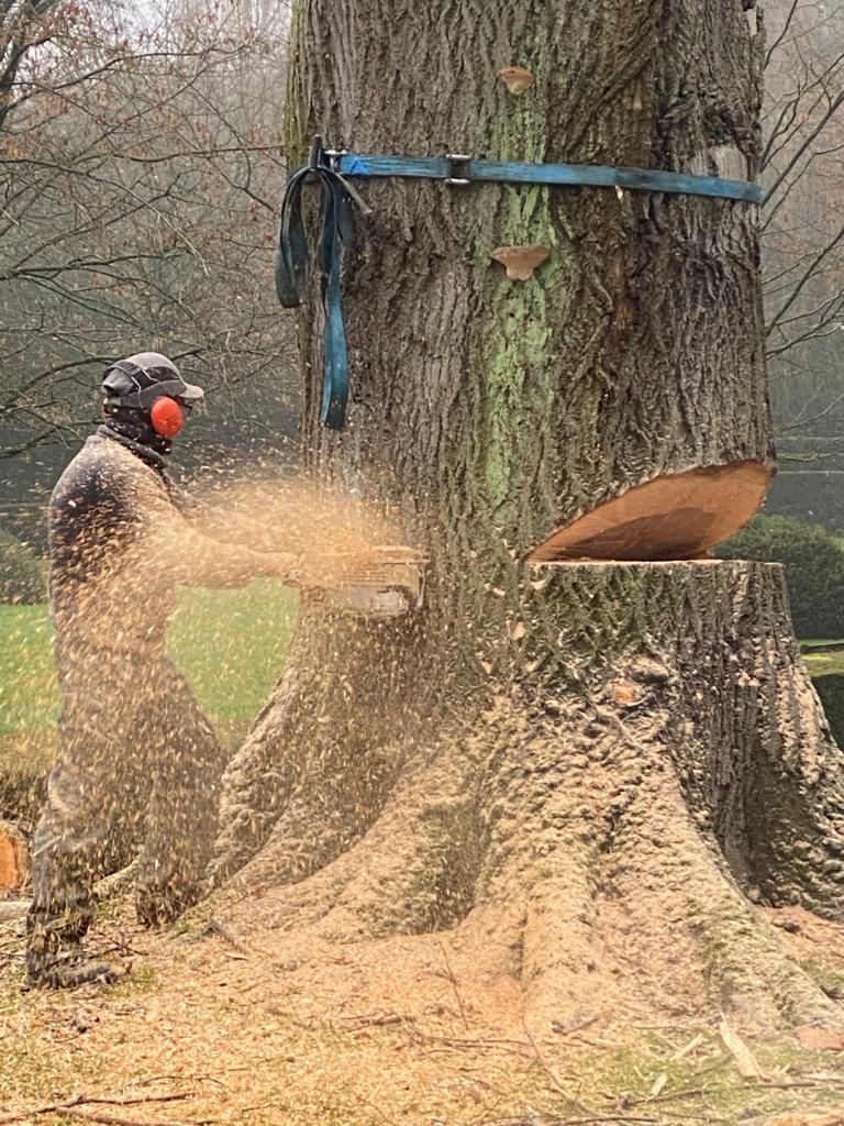 Un abattage d'arbre en cours
