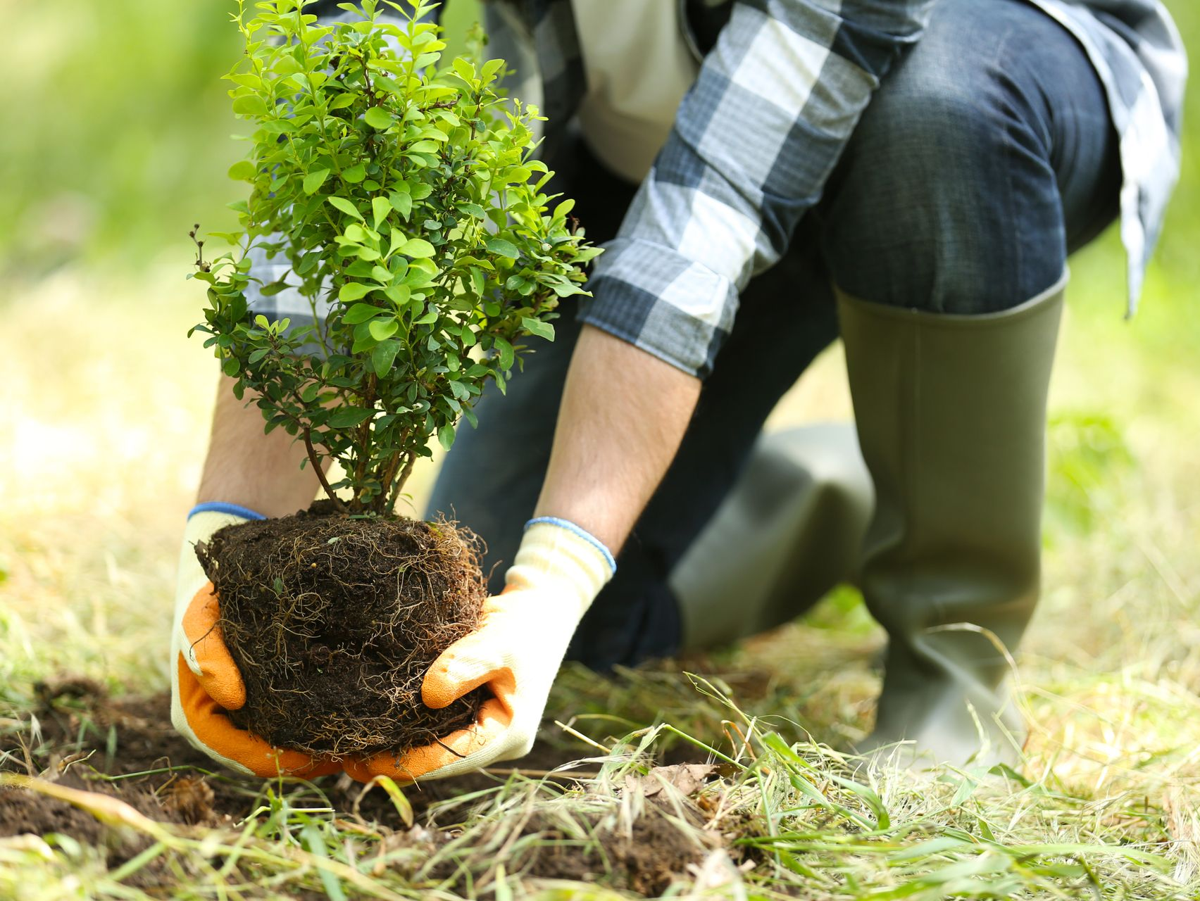 Un élagueur qui plante un arbre