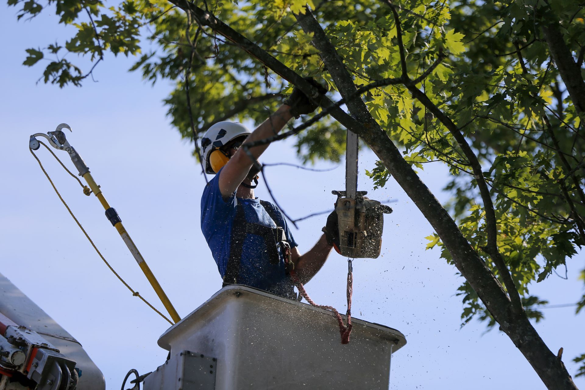 Arboriste dans une nacelle élévatrice utilisant une tronçonneuse pour élaguer une branche d'arbre.