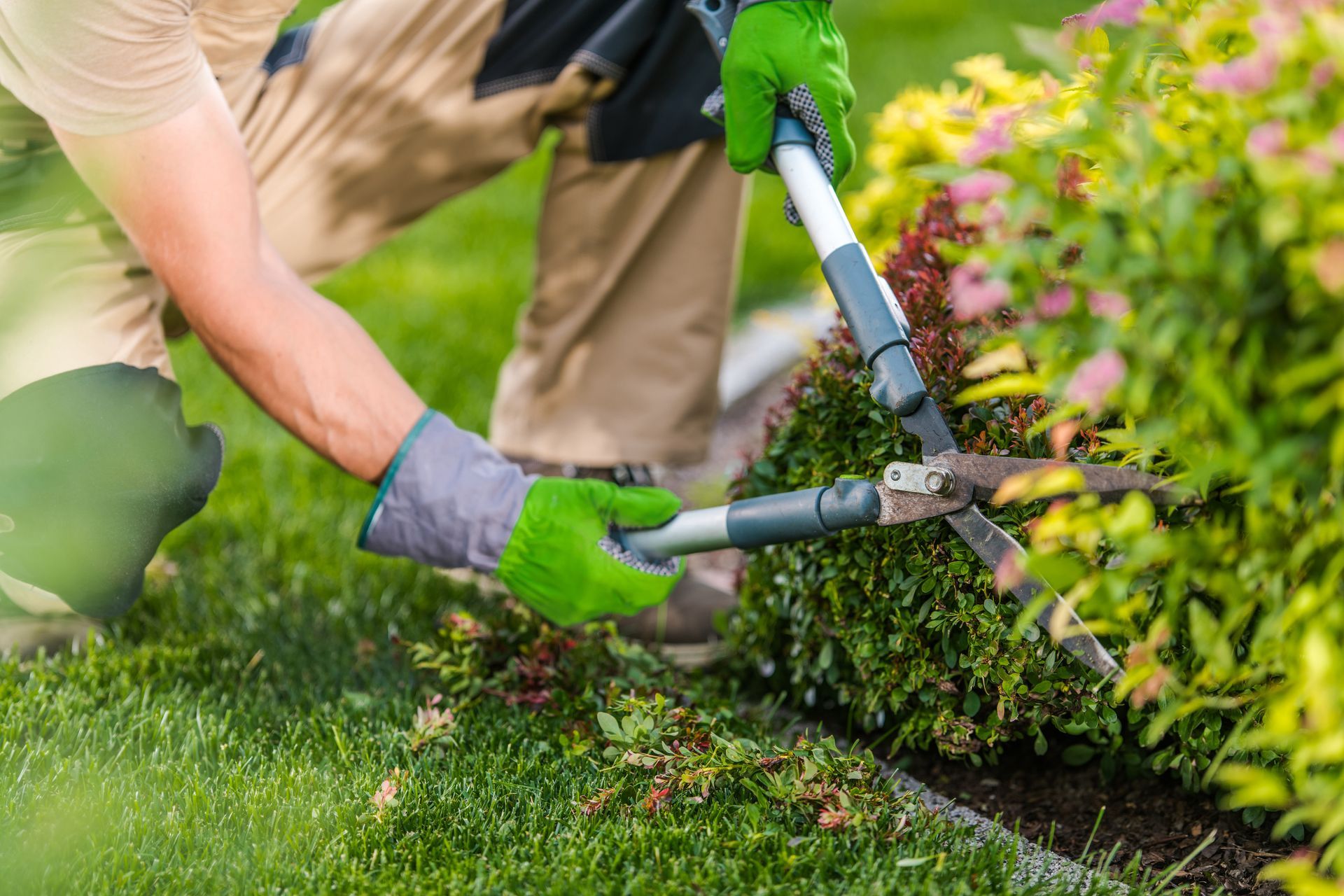 Une personne taille un buisson vert avec un sécateur à long manche dans un jardin.