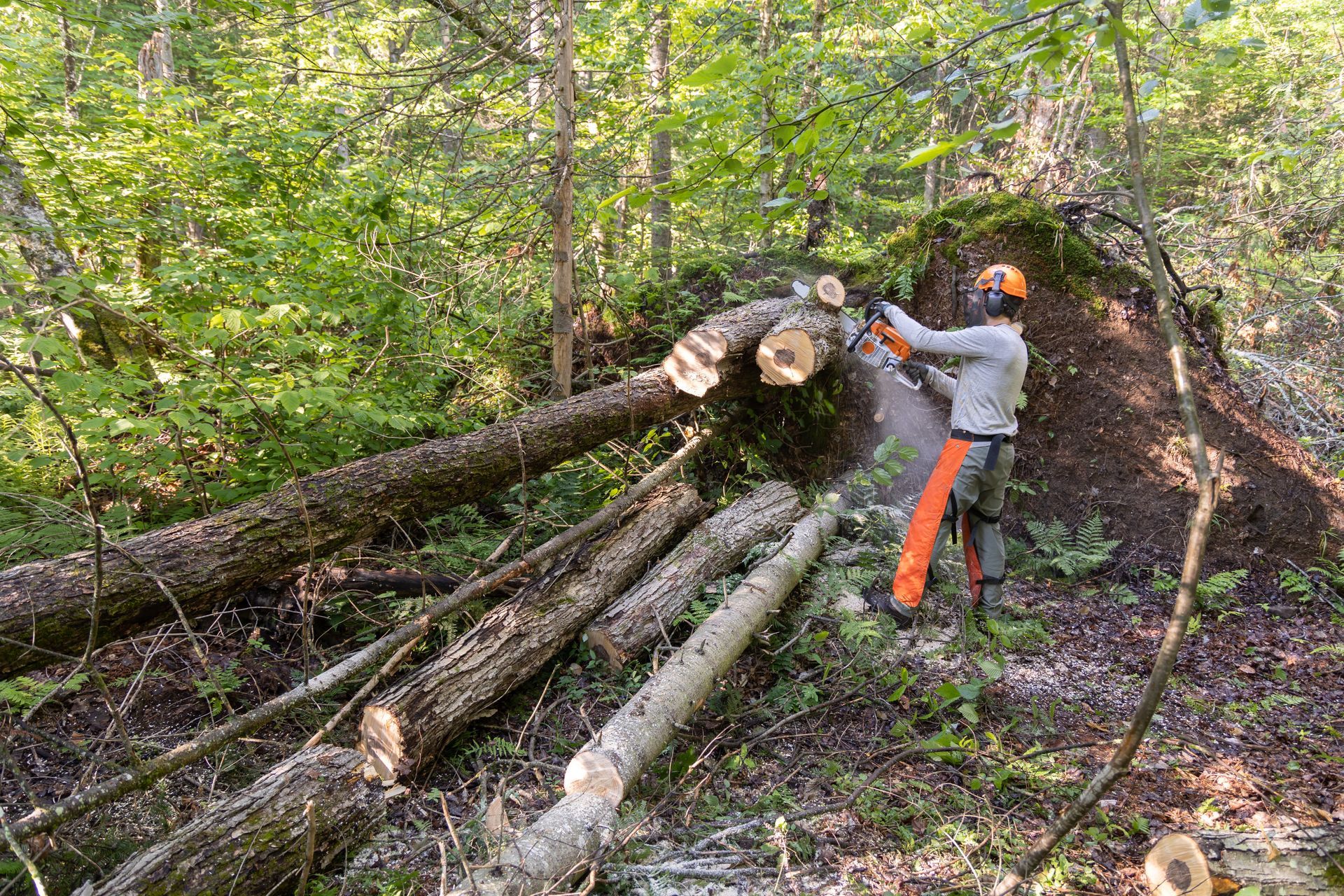 Un homme coupe un arbre tombé à la tronçonneuse dans une forêt. Il porte un équipement de protection ; des bûches sont éparpillées.