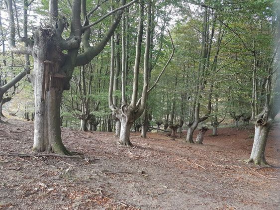 Un bosque con árboles muy viejos y retorcidos