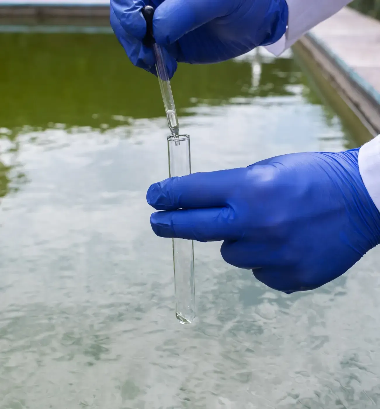 Behandschuhte Hände benutzen eine Pipette, um eine Wasserprobe in einem durchsichtigen Reagenzglas an einem Teich zu entnehmen.