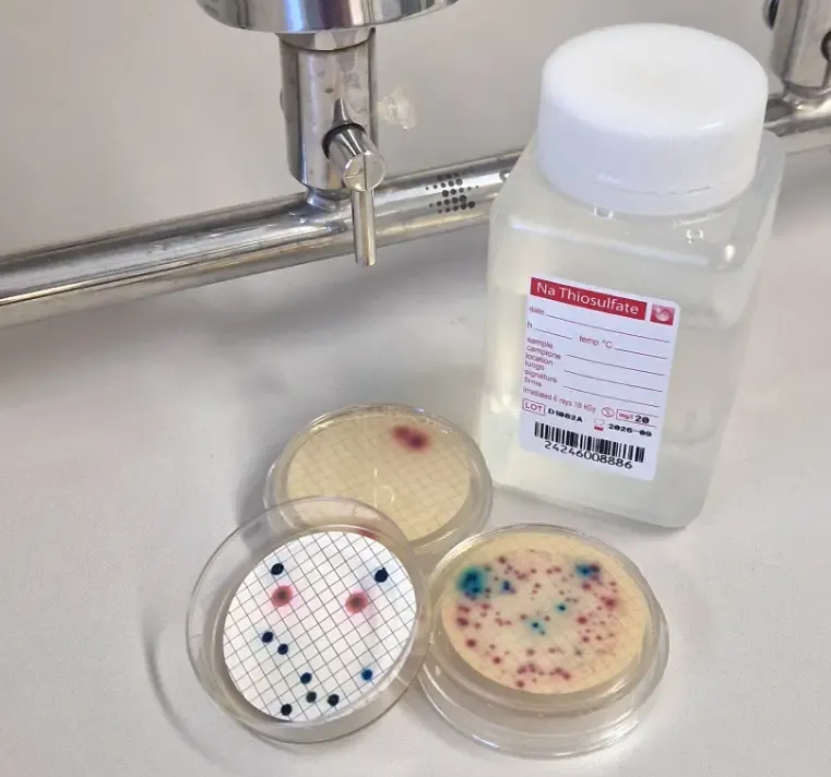 Petrischalen und eine Flasche Laborlösung auf einem Waschbecken unter einem Wasserhahn, mit farbenfrohen Mikrobenkolonien.