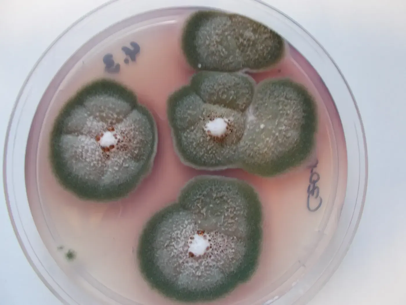 Petrischale mit vier grünen Schimmelpilzkolonien, die auf rosa Agar wachsen