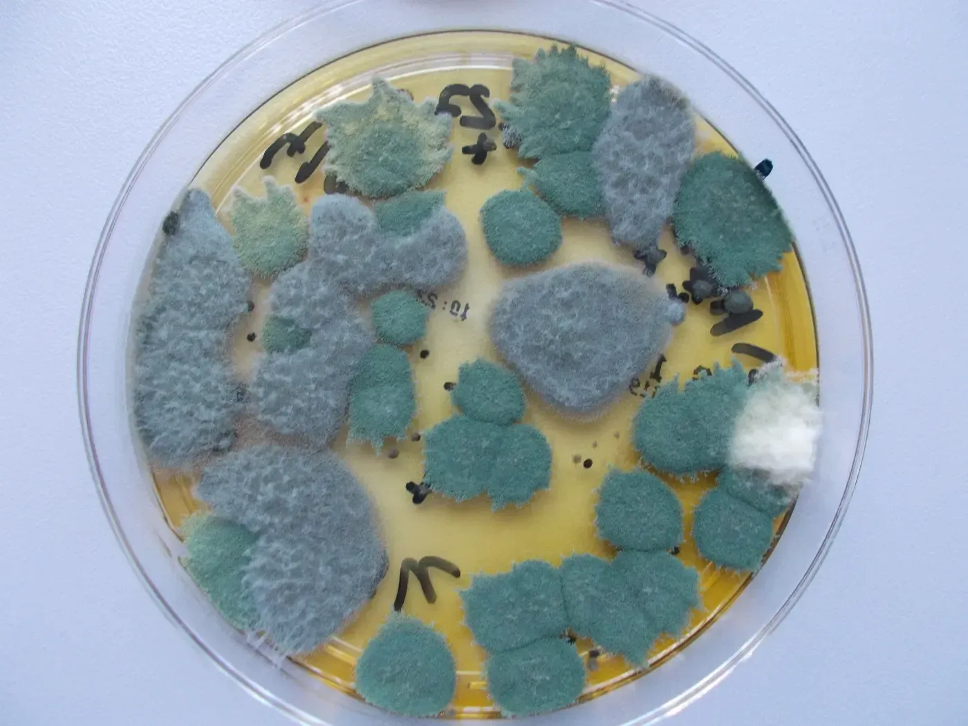 Petrischale mit blaugrünen Schimmelpilzkolonien, die auf gelbem Agar wachsen