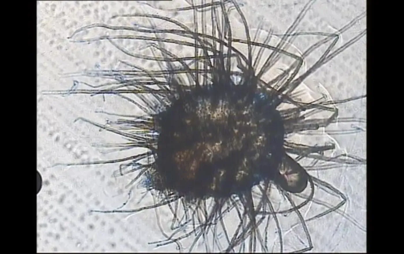 Nahaufnahme eines dunklen, flauschigen Insekts oder einer Milbe mit langen Haaren auf hellem Untergrund