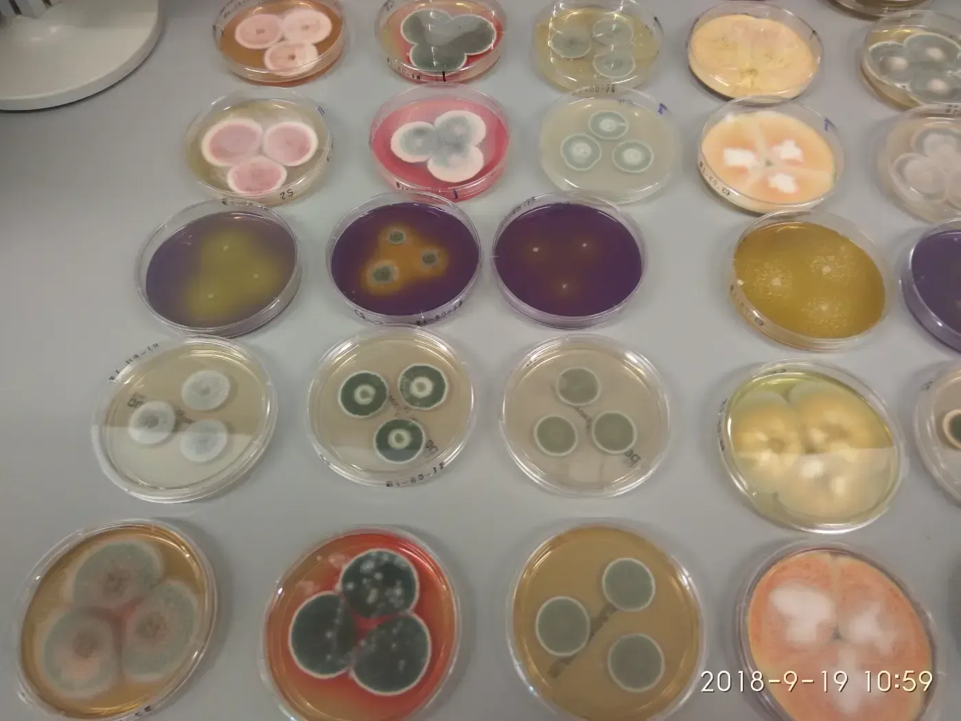 Verschiedene kleine runde Behälter mit bunten, gemusterten Perlen oder Bastelmaterialien, die in Reihen auf einem Tisch angeordnet sind.