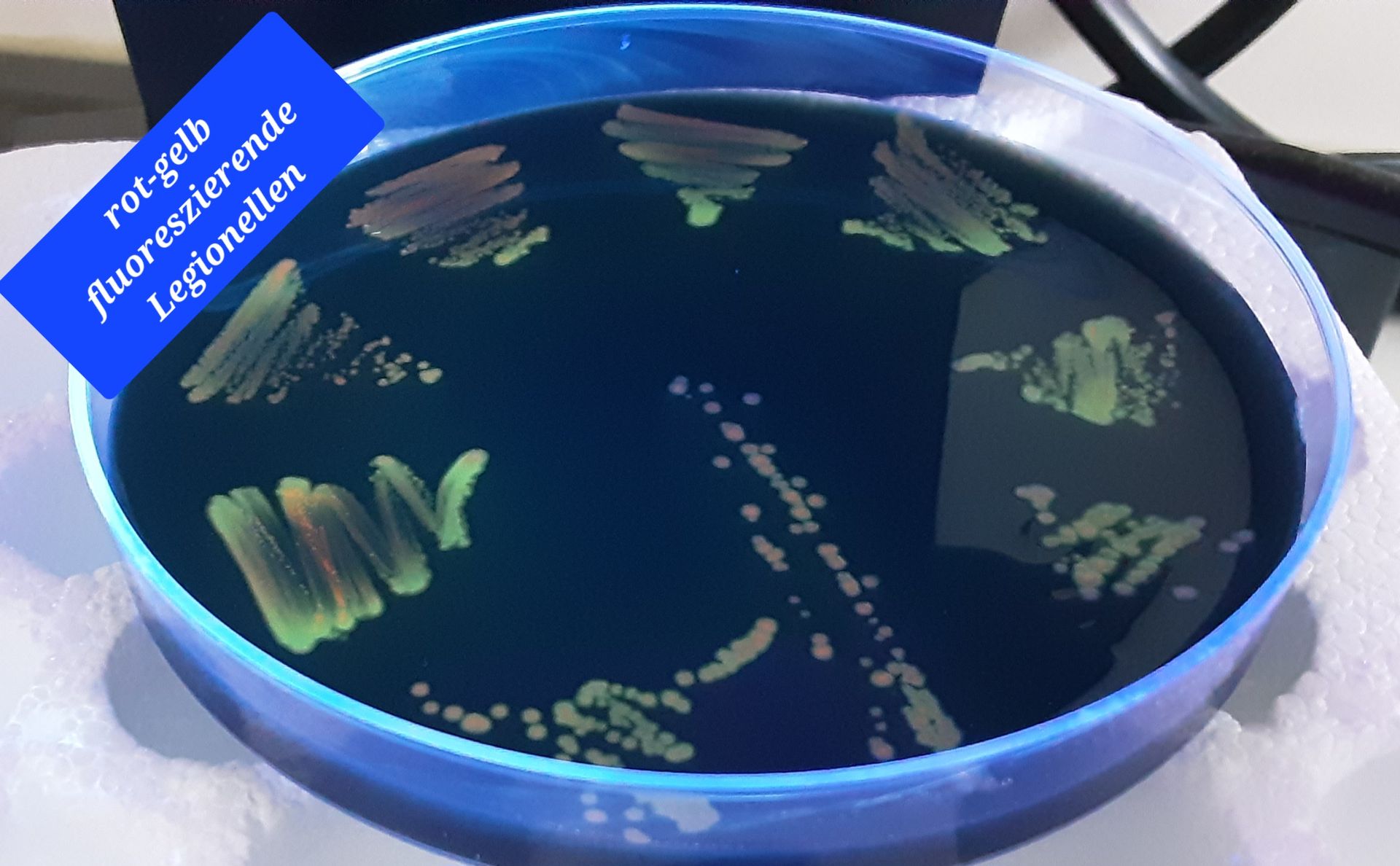 Petrischale mit farbigen Bakterienkolonien auf dunklem Agar unter blauem Etikett