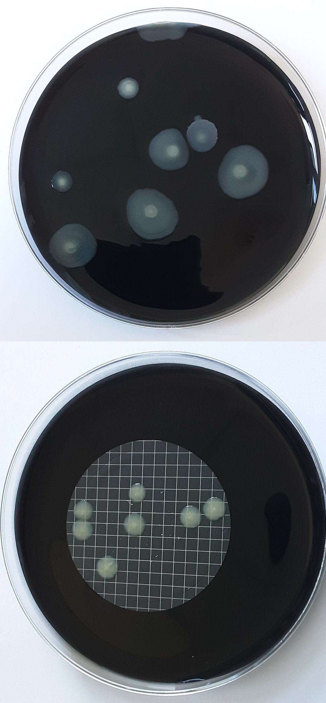 Zwei dunkle Petrischalen, eine mit verstreuten hellen Kolonien und eine mit einem gitterartigen Muster auf der Unterseite.