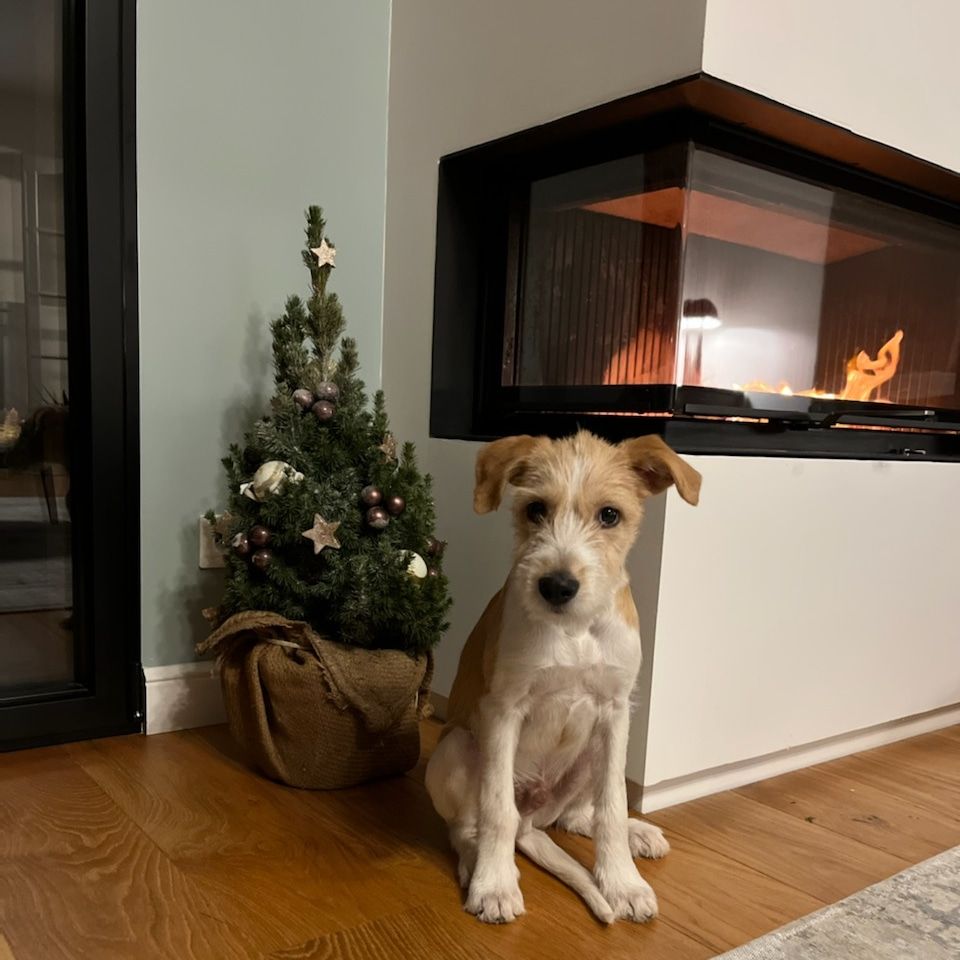 Chien devant une cheminée allumée