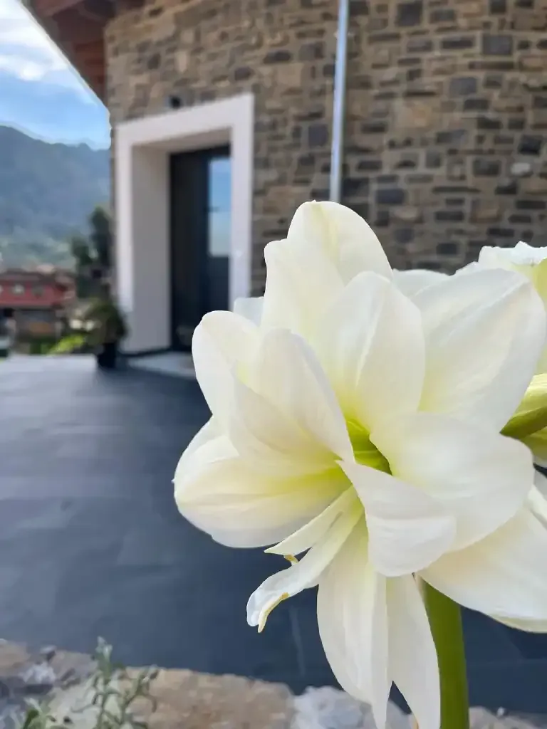 Flor blanca en foco, edificio de piedra y montañas en el fondo.