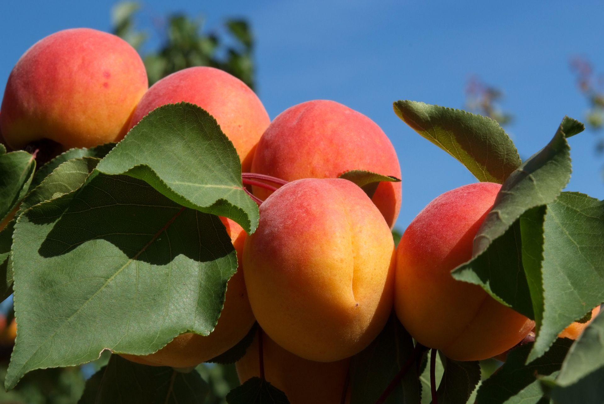 Des fruits dans leurs arbres