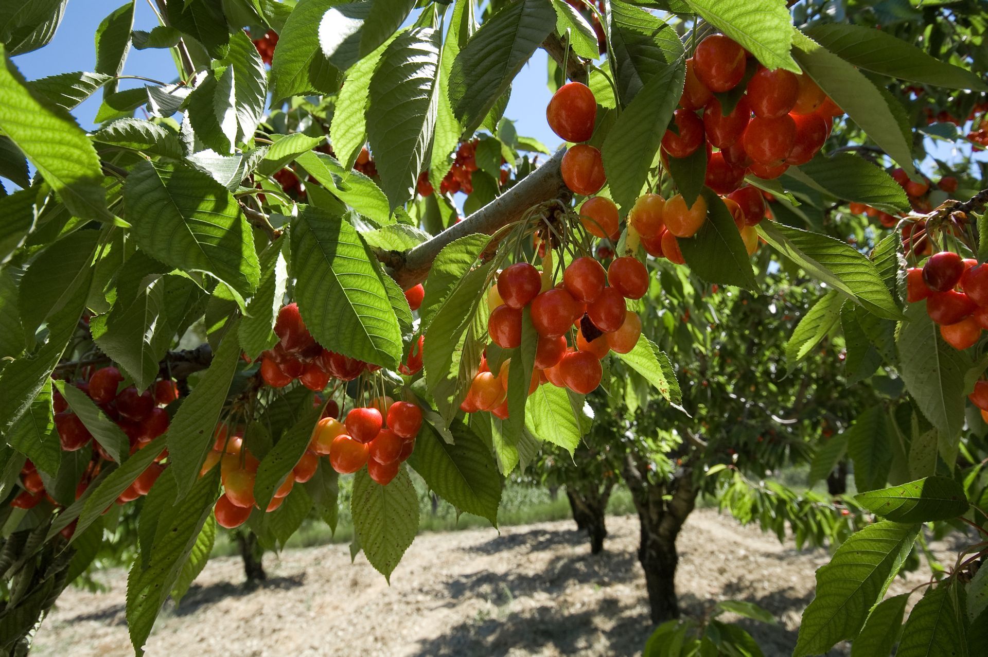 Des fruits