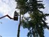 Ein Mann fällt mit einem Kran einen Baum.
