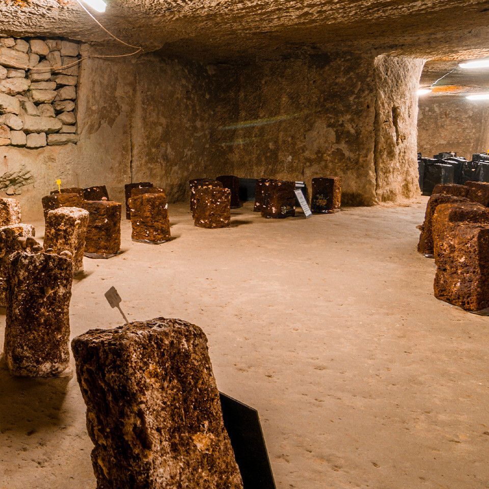 Cave à champignons