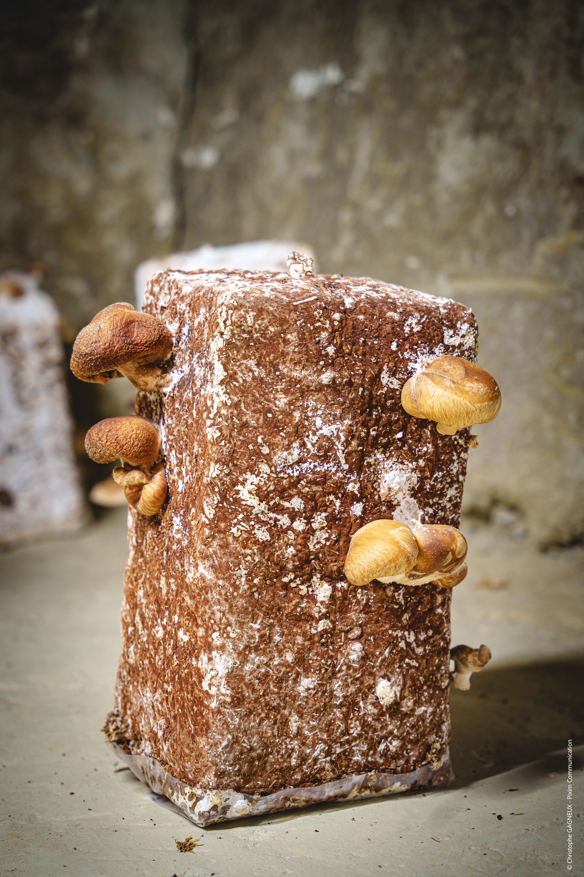 Cave champignonnière