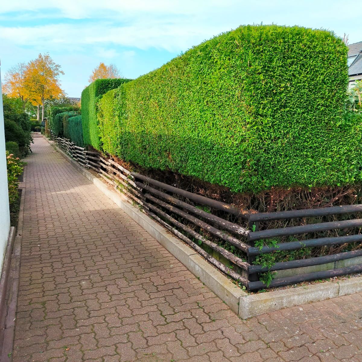Ein Ziegelweg, der zu einer Hecke hinter einem Holzzaun führt.