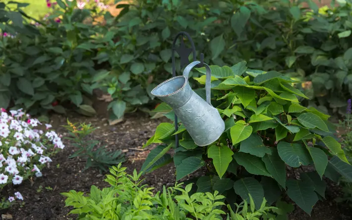 Eine Gießkanne steht auf einer Pflanze in einem Garten.