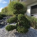 Miti Gartenbau