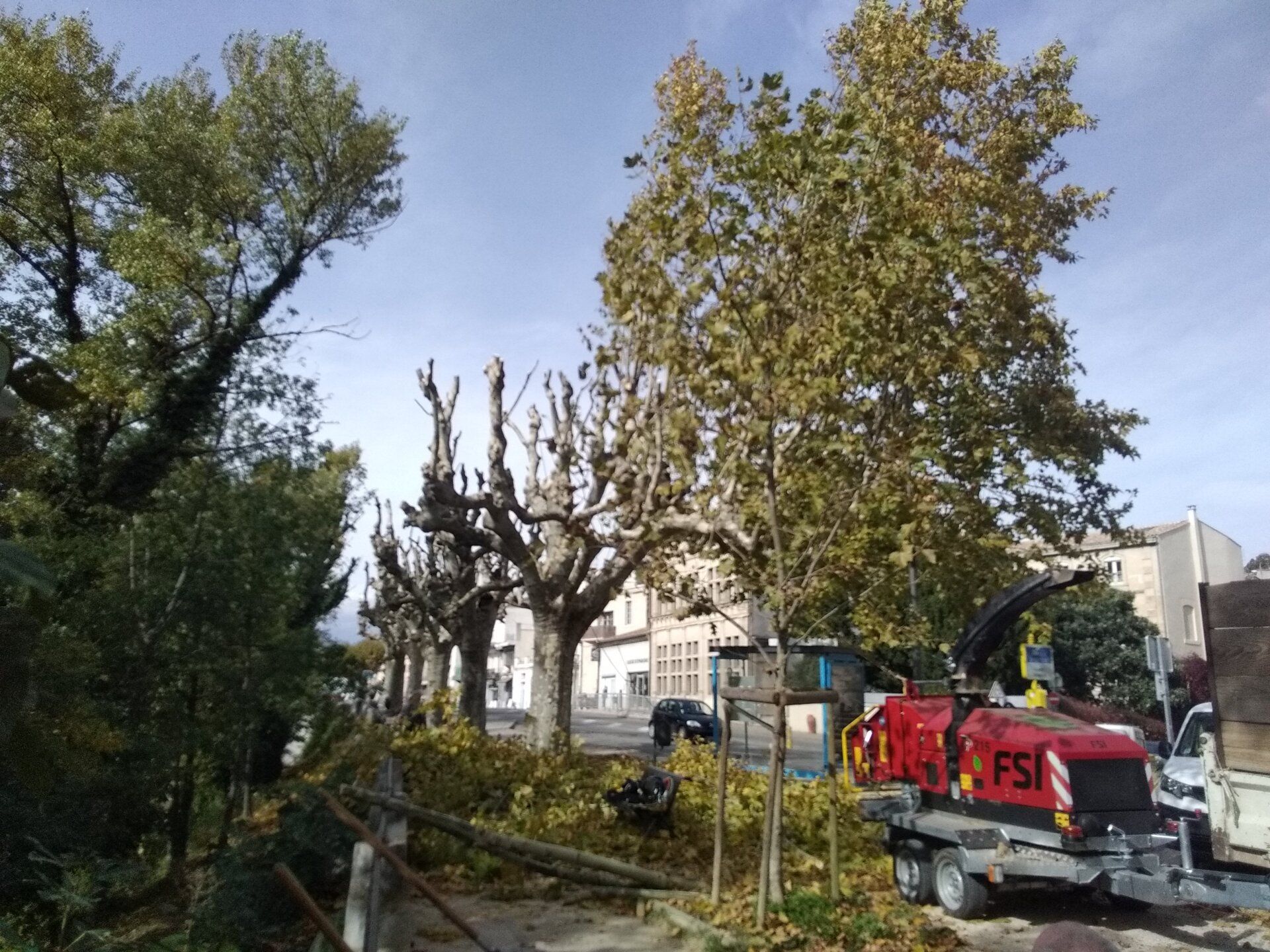 Elagage allée de platanes en ville