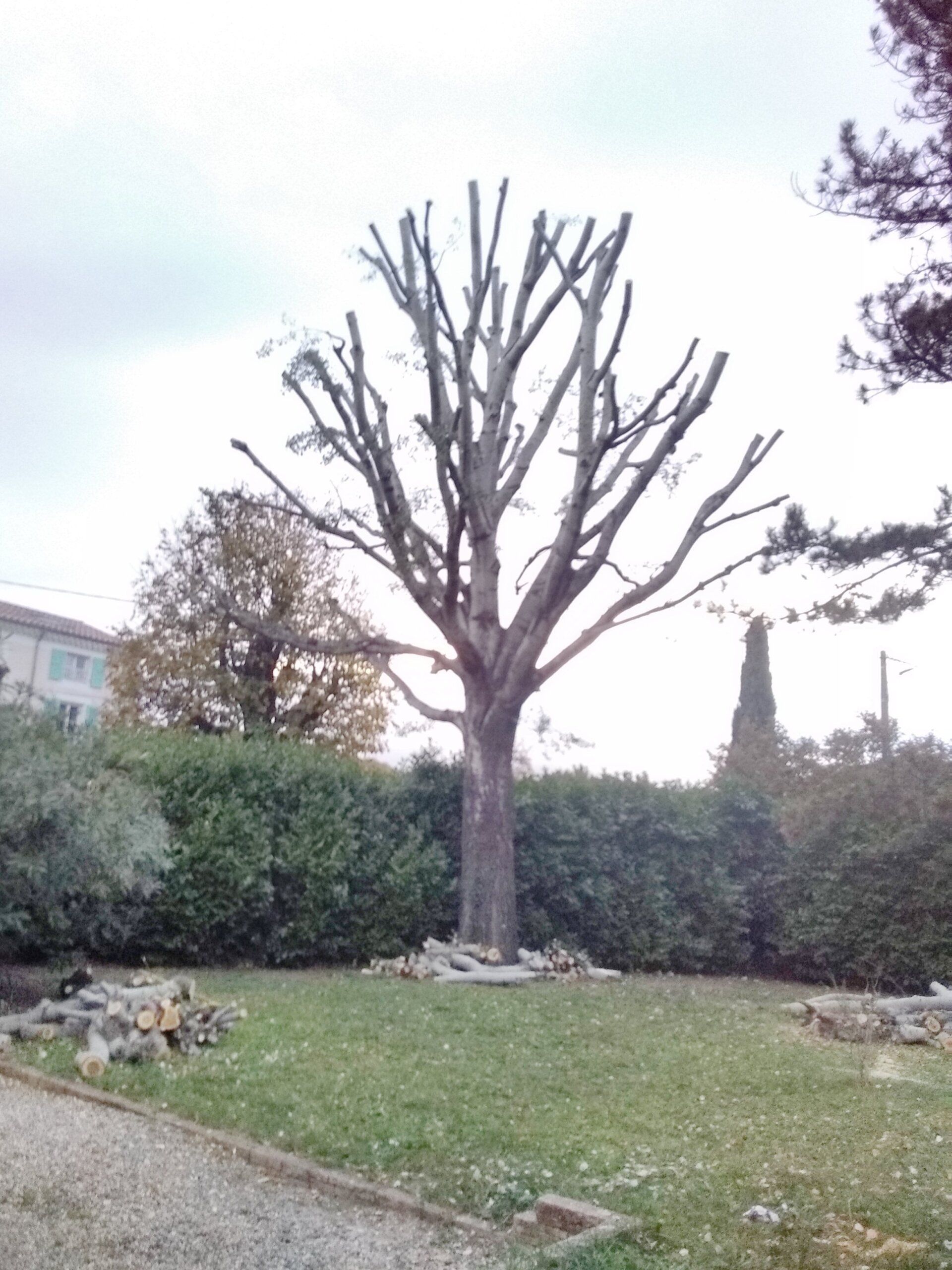 Élagage après (1b)