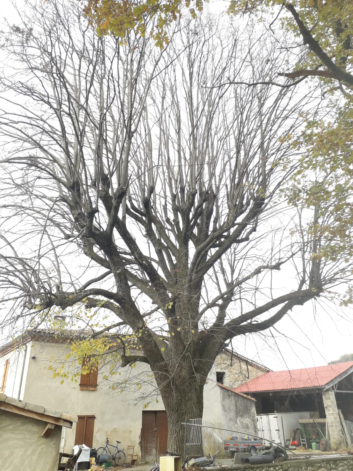 Élagage après (4b)