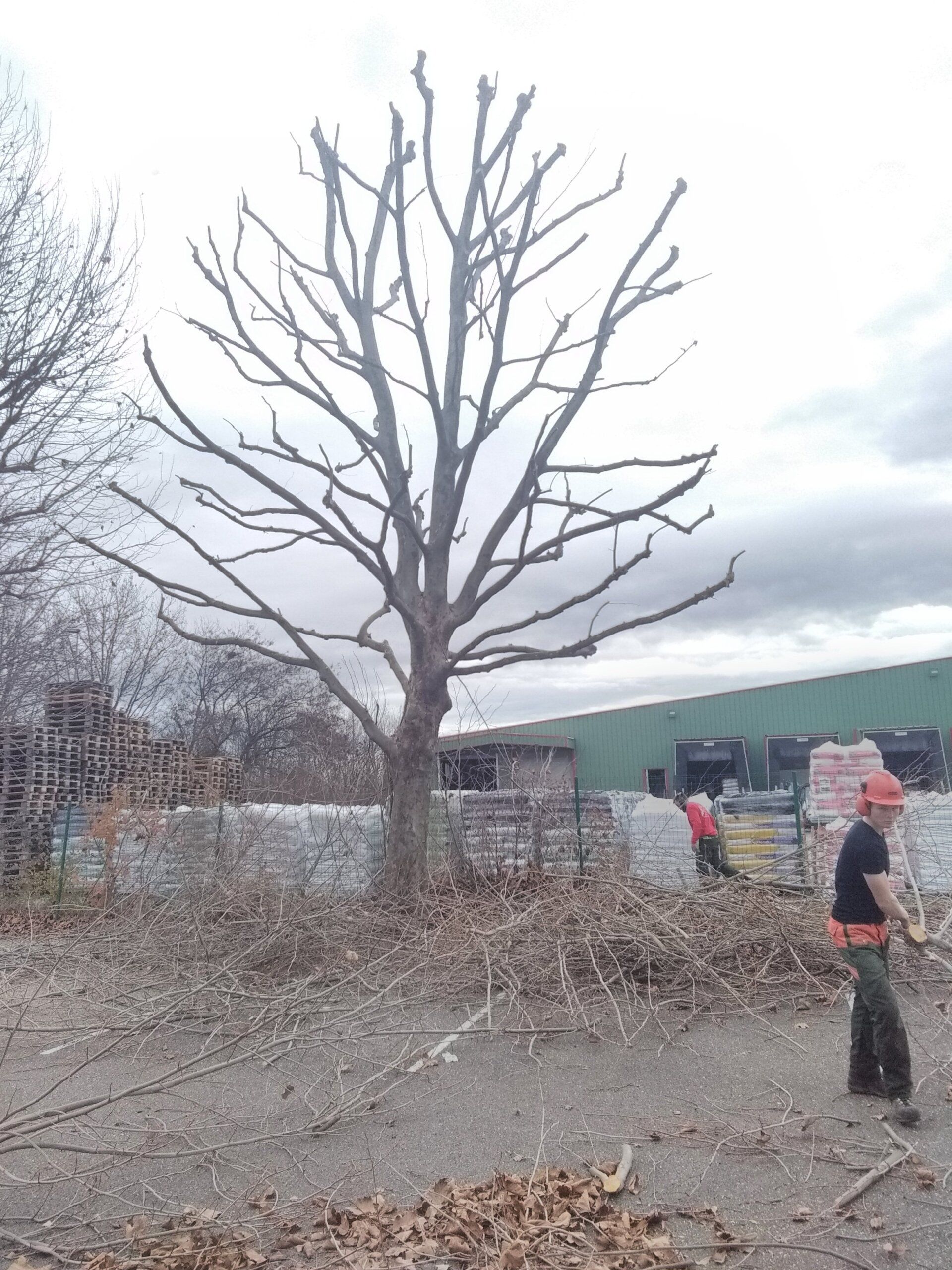 Élagage (résultat final)