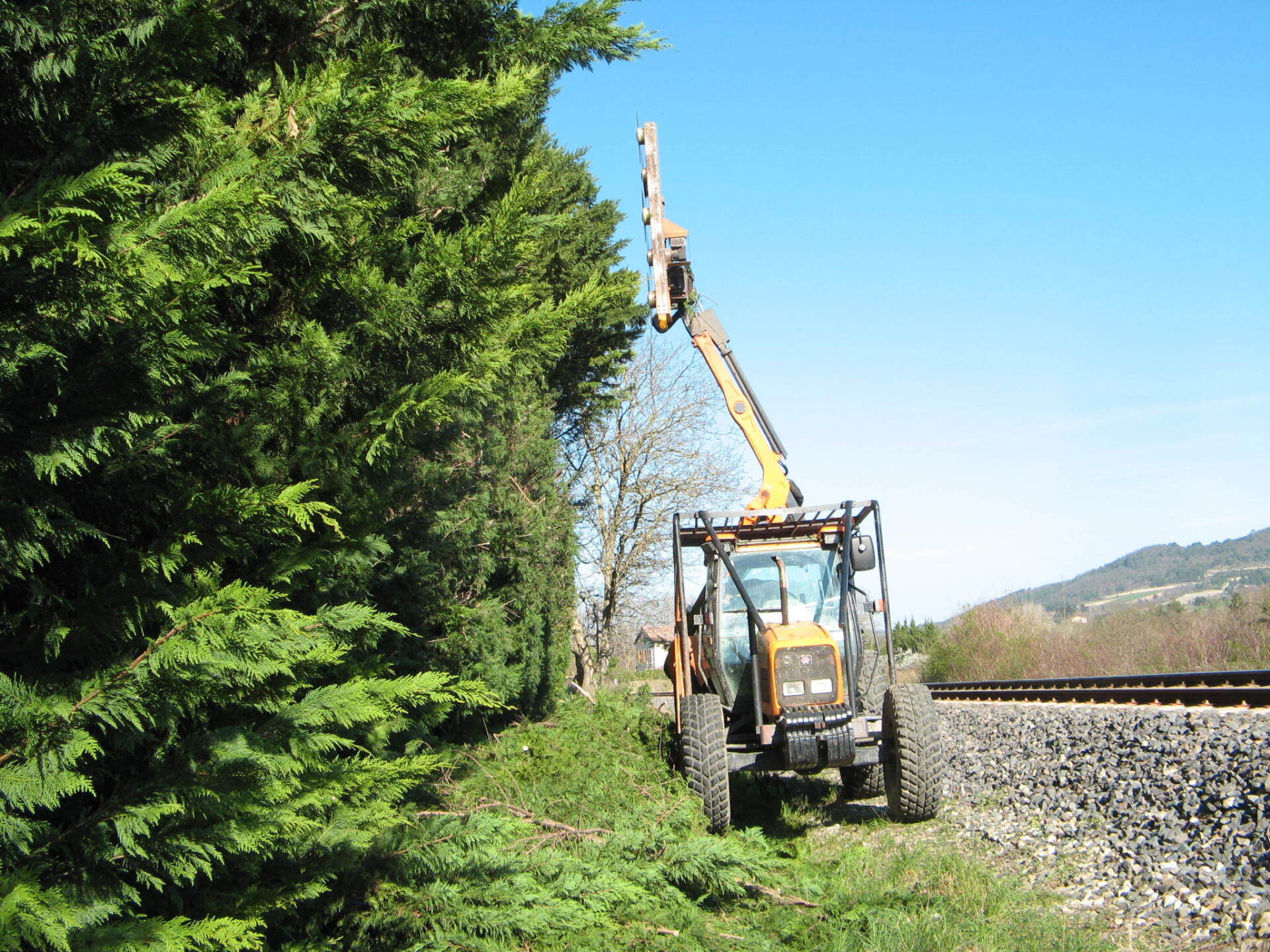 Taille de haie au lamier