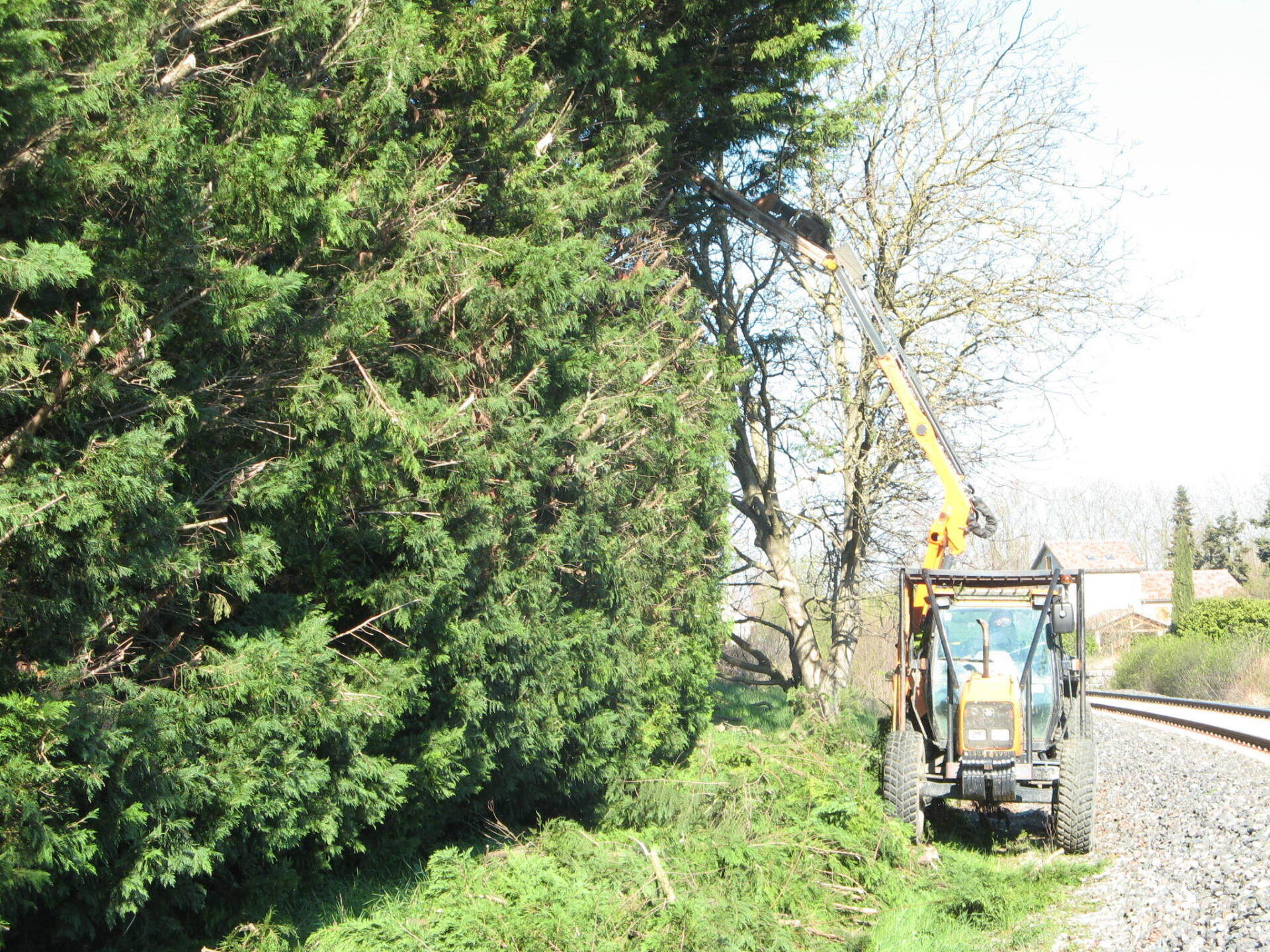 Taille de haie au lamier : jardinage