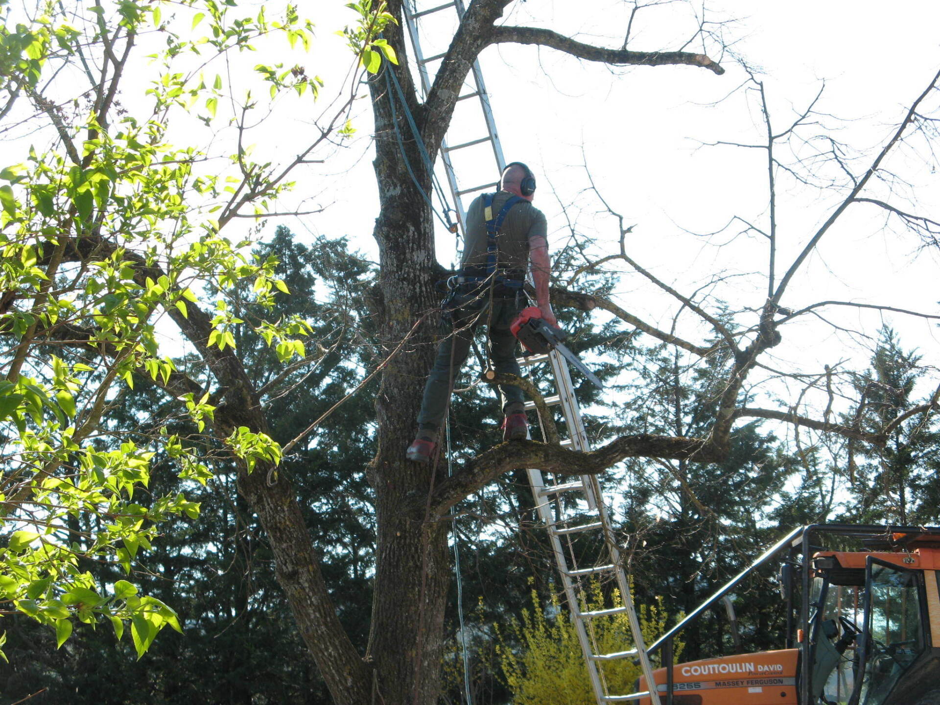 Travaux d'élagage