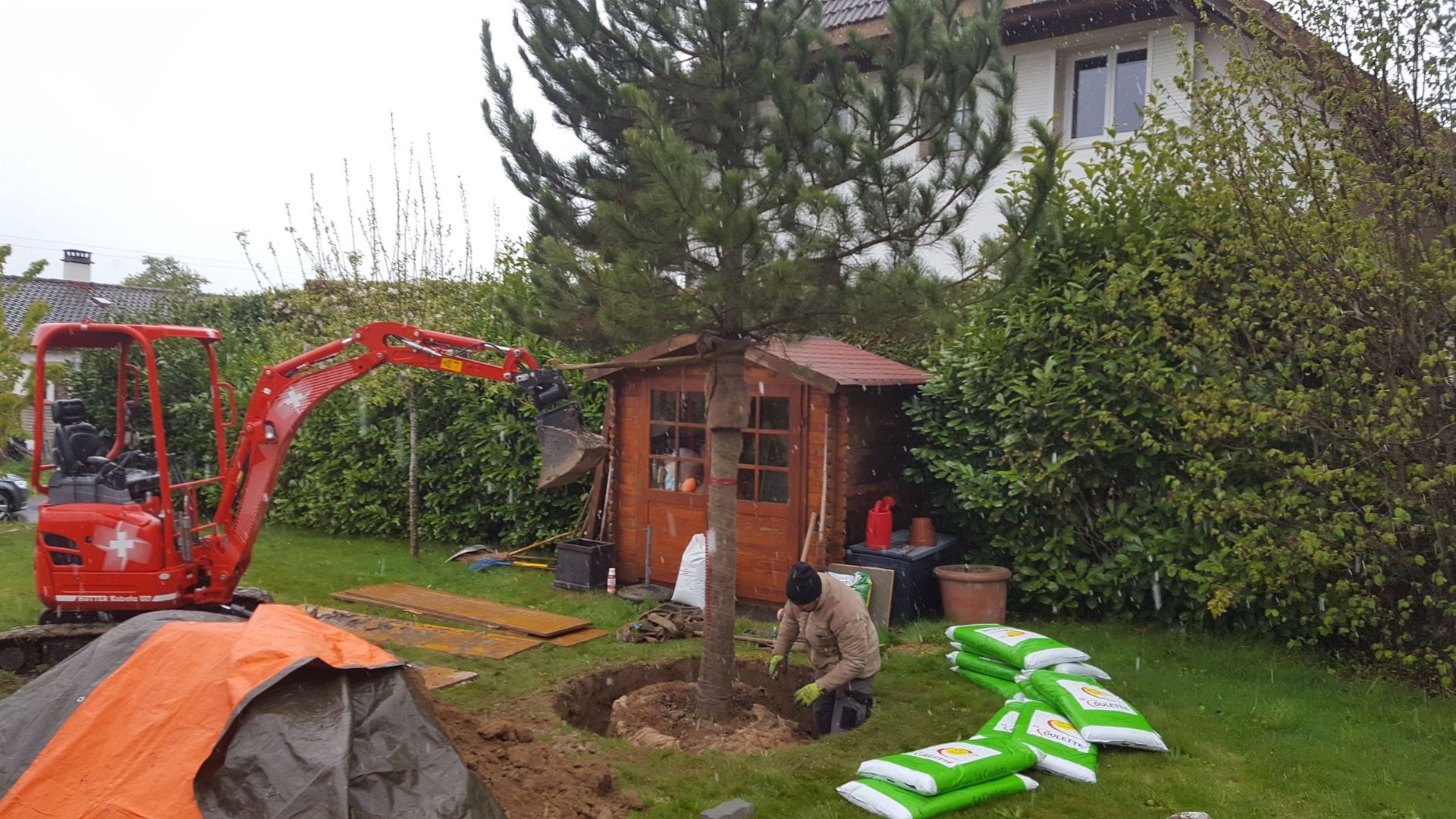 Plantation d'un pin - Passiflore Jardin Sàrl