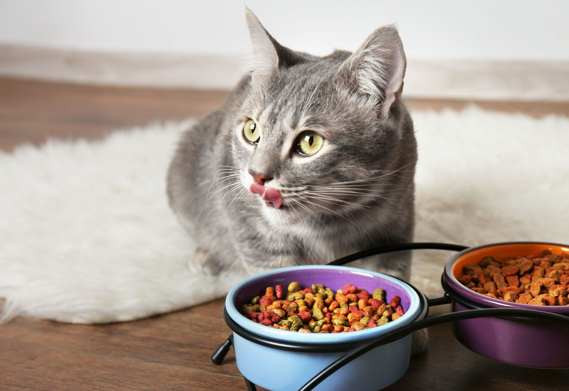 Un chat qui mange et qui se lèche les babines