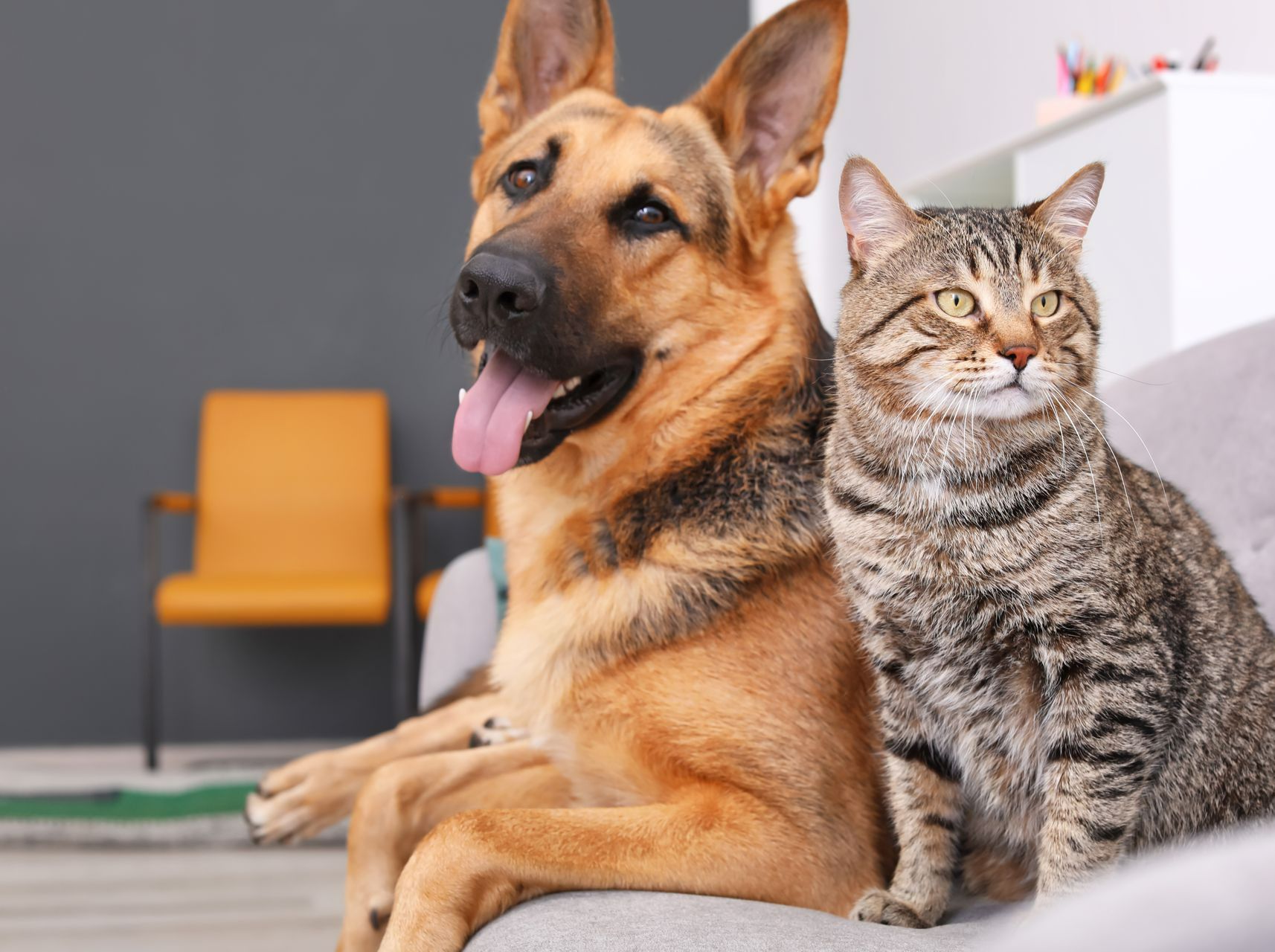 Un berger allemand et un chat tigré assis ensemble sur un canapé, l'air alerte à l'intérieur.