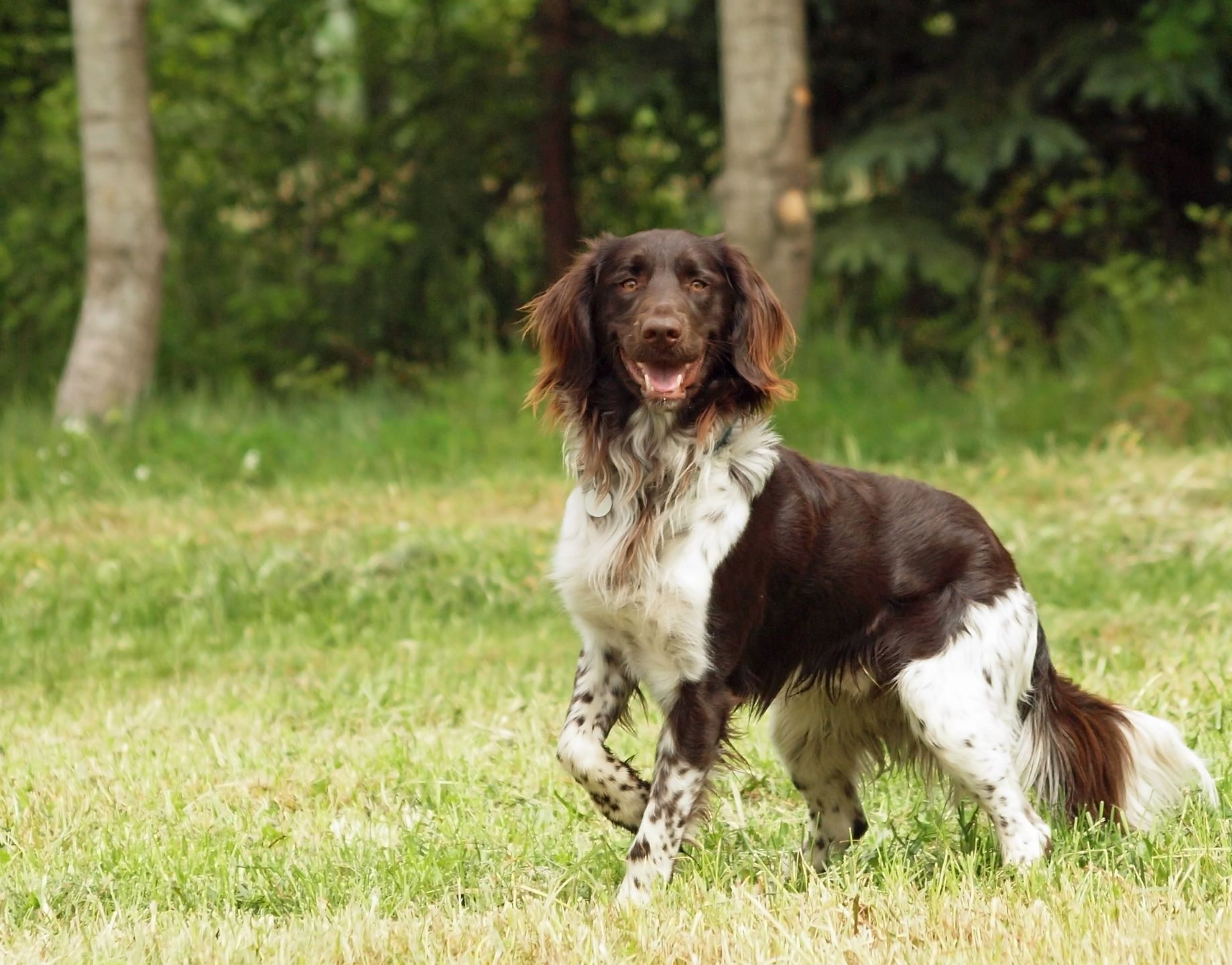Un chien de chasse qui prend la pose