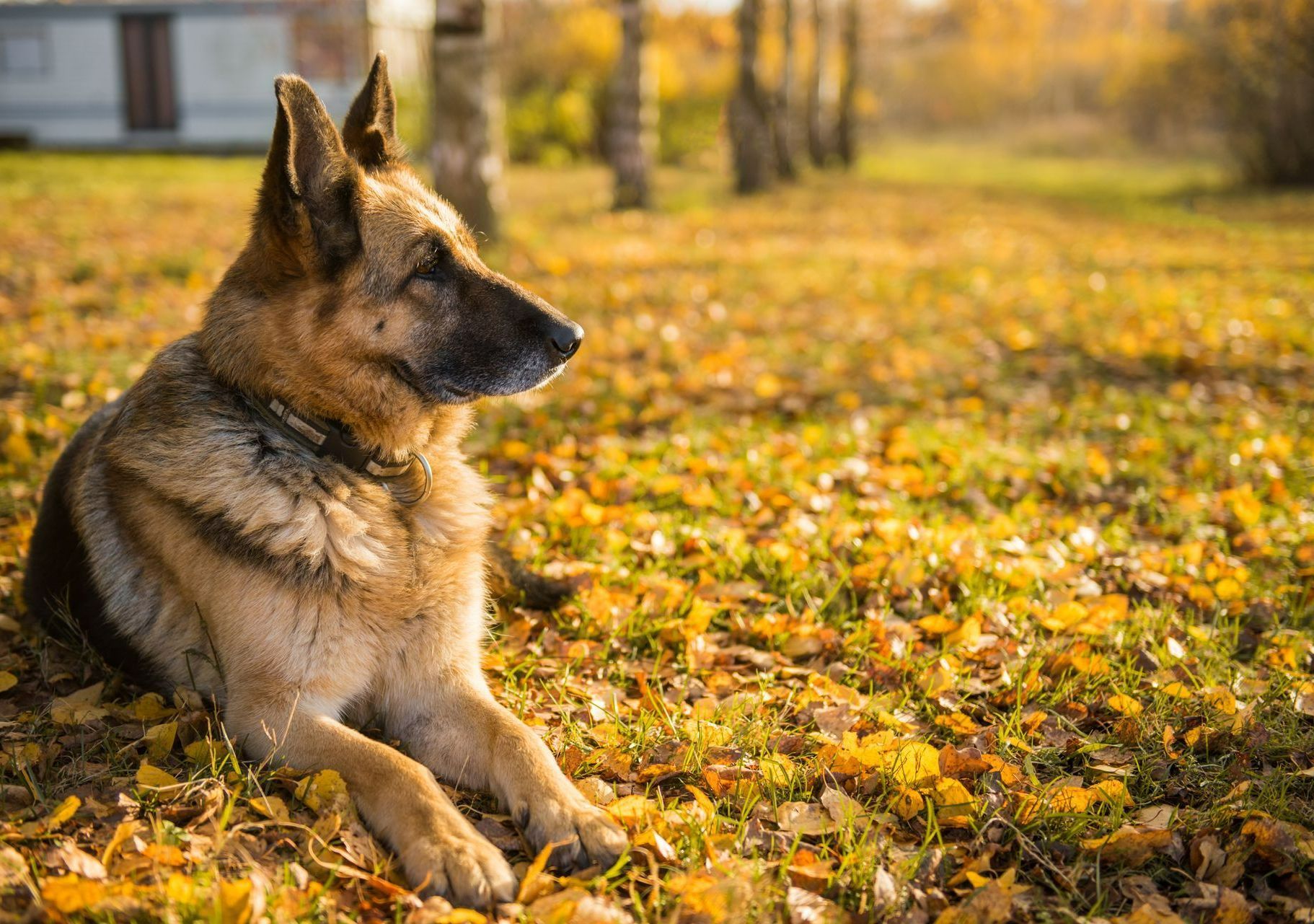 Berger allemand se reposant dans un champ de feuilles d'automne dorées.