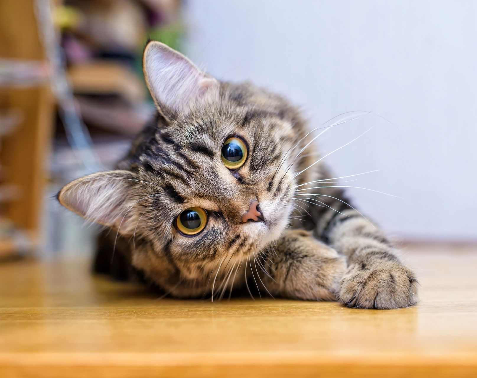 Chat tigré avec la tête inclinée, allongé sur une surface en bois, regardant directement le spectateur.