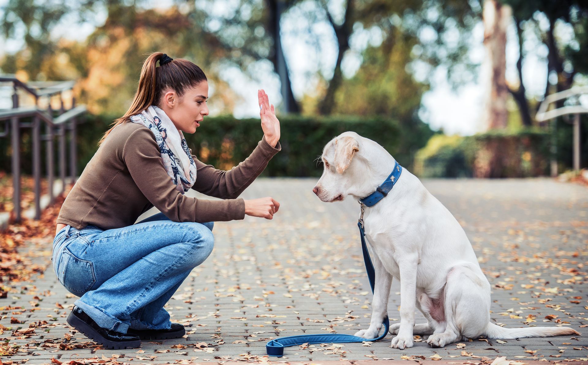 Une femme donne la main à un chien