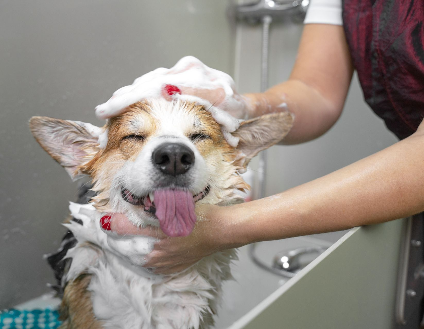 Un corgi qui se fait laver